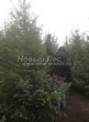 ������� ����������� ����������� ������� (Pseudotsuga menziesii) - 209