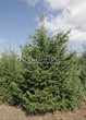 ������� ����������� ����������� ������� (Pseudotsuga menziesii) - 210