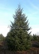 ������� ����������� ����������� ������� (Pseudotsuga menziesii) - 211