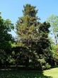 ������� ����������� ����������� ������� (Pseudotsuga menziesii) - 212