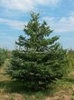 ������� ����������� ����������� ������� (Pseudotsuga menziesii) - 213
