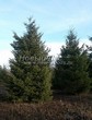 ������� ����������� ����������� ������� (Pseudotsuga menziesii) - 214