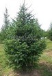 ������� ����������� ����������� ������� (Pseudotsuga menziesii) - 215