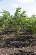 ������� ����������� ����� ������������� (Juglans mandshurica) 201