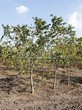 ������� ����������� ����� ������������� (Juglans mandshurica) 203