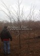 ������� ����������� ����� ������������� (Juglans mandshurica) 204