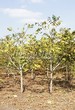 ������� ����������� ����� ������������� (Juglans mandshurica) 205