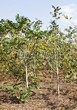 ������� ����������� ����� ������������� (Juglans mandshurica) 206