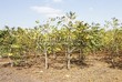 ������� ����������� ����� ������������� (Juglans mandshurica) 207