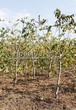 ������� ����������� ����� ������������� (Juglans mandshurica) 208