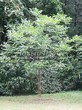 ������� ����������� ����� �������� (Juglans regia) - 201