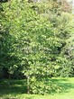 ������� ����������� ����� �������� (Juglans regia) - 202