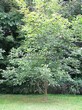 ������� ����������� ����� �������� (Juglans regia) - 203