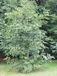 ������� ����������� ����� �������� (Juglans regia) - 204