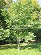 ������� ����������� ����� �������� (Juglans regia) - 205