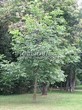 ������� ����������� ����� �������� (Juglans regia) - 206