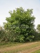 ������� ����������� ����� �������� (Juglans regia) - 208