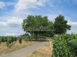 ������� ����������� ����� �������� (Juglans regia) - 209