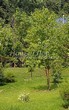 Посадка крупномеров Черемухи Маака (Prunus maackii) - 202