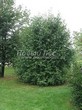 ������� ����������� �������� ������������ (Prunus padus (Padus racemosa)) - 201