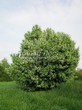 ������� ����������� �������� ������������ (Prunus padus (Padus racemosa)) - 203