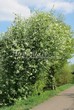 ������� ����������� �������� ������������ (Prunus padus (Padus racemosa)) - 204