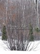 ������� ����������� �������� ������������ (Prunus padus (Padus racemosa)) - 205