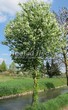 ������� ����������� �������� ������������ (Prunus padus (Padus racemosa)) - 206