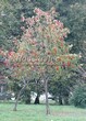 Посадка крупномеров Рябины обыкновенной (Sorbus aucuparia) - 223