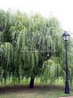 ������� ����������� ��� ����� ������� (Salix alba 'Tristis') - 201