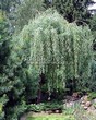 ������� ����������� ��� ����� ������� (Salix alba 'Tristis') - 202