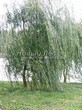 ������� ����������� ��� ����� ������� (Salix alba 'Tristis') - 203
