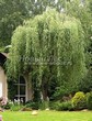 ������� ����������� ��� ����� ������� (Salix alba 'Tristis') - 206