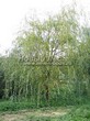 ������� ����������� ��� ����� ������� (Salix alba 'Tristis') - 207