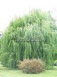 ������� ����������� ��� ����� ������� (Salix alba 'Tristis') - 208