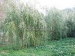 ������� ����������� ��� ����� ������� (Salix alba 'Tristis') - 209