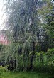 ������� ����������� ��� ����� ������� (Salix alba 'Tristis') - 210
