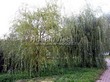 ������� ����������� ��� ����� ������� (Salix alba 'Tristis') - 211