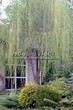 ������� ����������� ��� ����� ������� (Salix alba 'Tristis') - 212