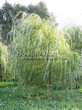 ������� ����������� ��� ����� ������� (Salix alba 'Tristis') - 213