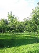 Посадка крупномеров Клена остролистного (Клена платановидного) (Acer platanoides) - 227