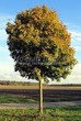Посадка крупномеров Клена остролистного (Клена платановидного) (Acer platanoides) - 233