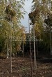 Посадка крупномеров Клена остролистного Глобозум (Клена платановидного Глобозум) (Acer platanoides 'Globosum') - 202