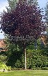 ������� ����������� ����� ������������� ���� ��� (Acer platanoides 'Royal Red') -201