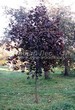 ������� ����������� ����� ������������� ���� ��� (Acer platanoides 'Royal Red') -202
