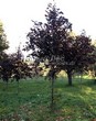 ������� ����������� ����� ������������� ���� ��� (Acer platanoides 'Royal Red') -203