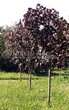 ������� ����������� ����� ������������� ���� ��� (Acer platanoides 'Royal Red') -205