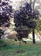������� ����������� ����� ������������� ���� ��� (Acer platanoides 'Royal Red') -206