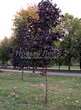 ������� ����������� ����� ������������� ���� ��� (Acer platanoides 'Royal Red') -207