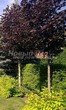 ������� ����������� ����� ������������� ���� ��� (Acer platanoides 'Royal Red') -208